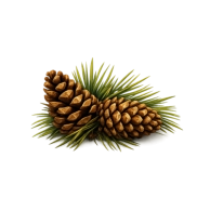 Pinecone decorations
