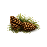 Pinecone decorations