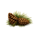 Pinecones - Budget window blinds and shades 