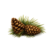 Decorative Pinecones - Inexpensive window blinds and shades 